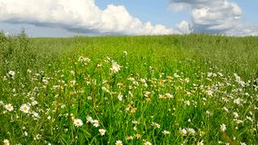 Panorama Chamomile field. Chamomile flowers sway in the wind. White flowers on a green meadow. Video is well suited for the background. Summer and nature. Paint wildlife. Windy day. Clouds in the sky.