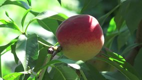 Ripe peach on a tree branch among green leaves, macro