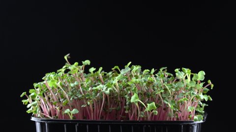 Radish microgreens rotation on black background. Green plants raphanus sativus germination. Juicy young sprouts in containers. Germination of vegetable seeds. Healthy nutrition and organic food.