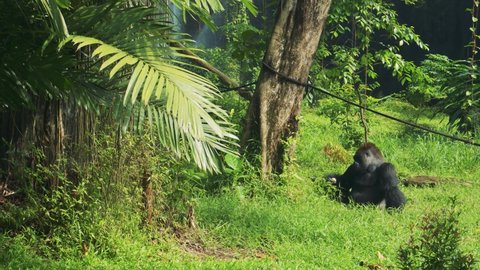 JAKARTA, INDONESIA - MAY ‎30, ‎2021: A silver-backed male gorilla chews food at the Ragunan Zoo, Jakarta.