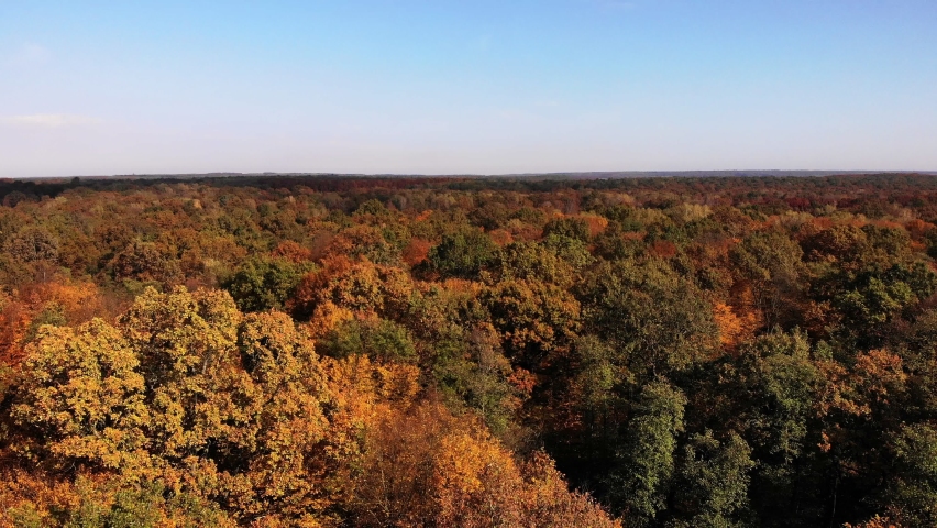 Golden autumn forest. Aerial view of scenic natural landscape