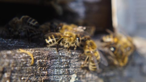 Macro video honeybees sitting in a pile at the entrance of the hive. The concept of beekeeping. Bees returning after honey harvesting are flying back into the hive