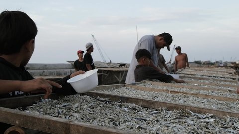 atmosphere of peoples sorting anchovies. Fishing village, Cilincing. 26 June 2022.