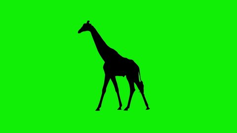 Silhouette Giraffe Going Nowhere Animatio with Green Screen Background