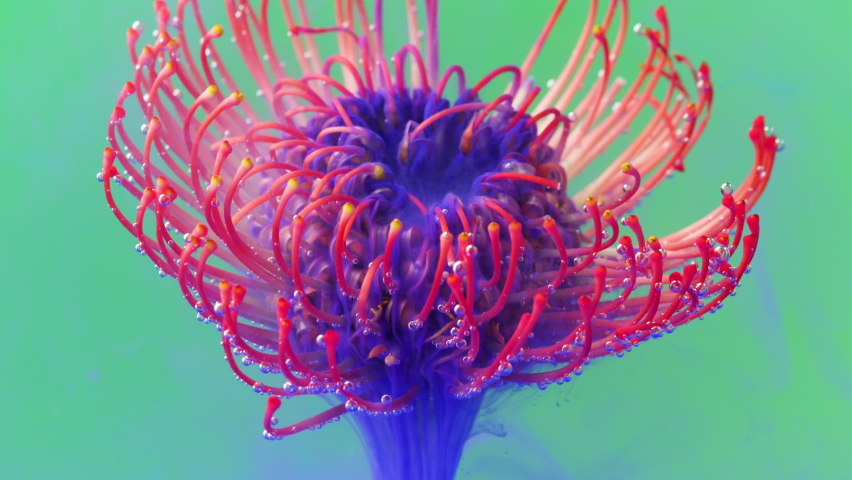  Bright shooting in macro photography.Stock footage. Transparent water in which the flower is entangled and opens there.