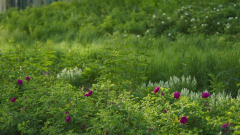 Beautiful green grass.Stock footage.Flowerbeds with pink and white blooming flowers.