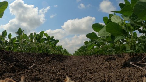 Soybean (Glycine Max) crop sprouts in field, low angle view with selective focus