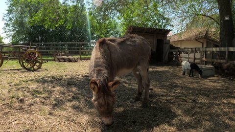 Donkey on domestic animal farm, selective focus