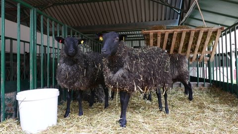 Black Welsh mountain sheep in ranch barn, selective focus