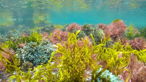 Seaweeds colors underwater in the sea in shallow water, Atlantic ocean algae, Spain, Galicia