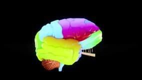 Colorized human brain Anatomical Model 3D glossy brain on brain screen.