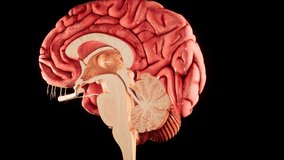 Human brain Anatomical Model 3D glossy brain on brain screen. Rotation Human Brain 3D Animation 4K video.