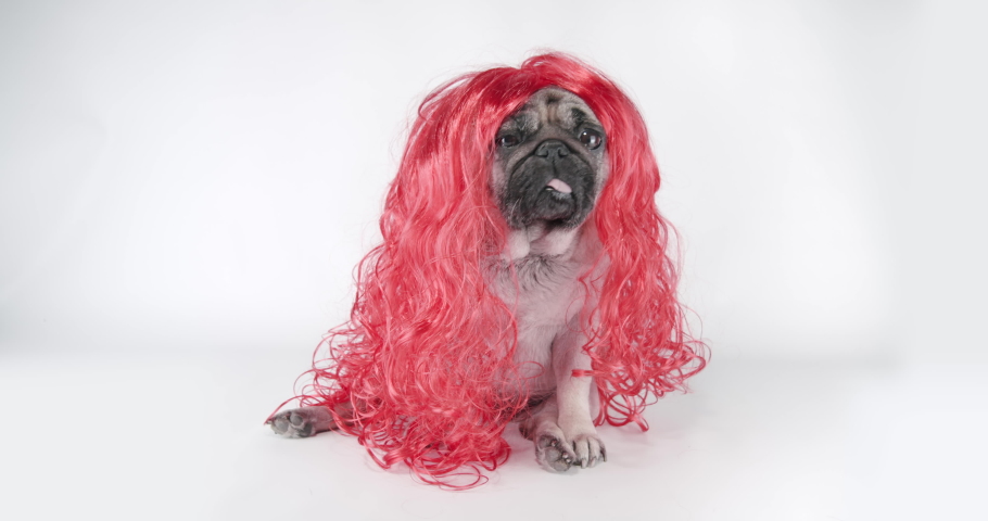 Cute, beauty pug dog in red wig. Long hair like girl princess. Looking at the camera. White background. Funny dog concept | Shutterstock HD Video #1091654085