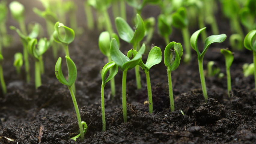 Growing plants in timelapse, Sprouts Germination newborn seeds, Growing food in nature | Shutterstock HD Video #1091654145