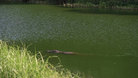 An American Alligator cruises up Horsepen Bayou in Pasadena Texas.