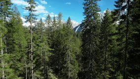 AERIAL: Flight through spruce forest trees revealing snow covered mountain tops. Stunning mountain landscape and scenic travel destination. Exploring pristine alpine wilderness in beautiful springtime