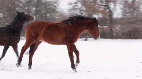 An old and a younger horse playing in pasture in snow on a cold windy day