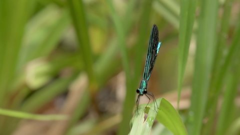 Ebony Jewelwing damselfly flicking his wings on a grass blade