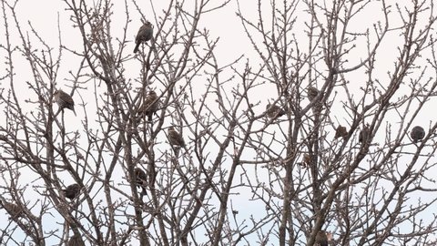 Flock of Red-winged Blackbirds in an Oak tree
