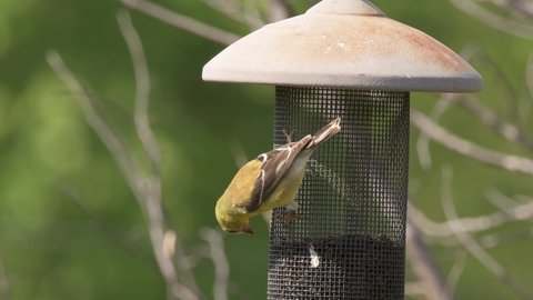 Goldfinch on a mesh feeder in early spring