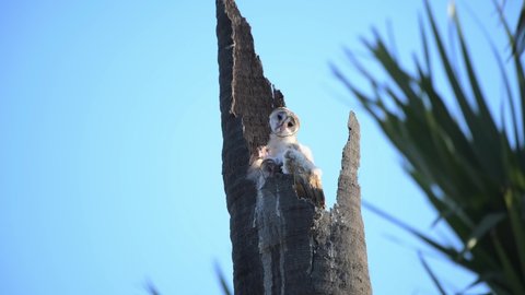 Barn Owl.Tyto alba rests in a nest on a dead perennial tree.Pathum Thani, Thailand.