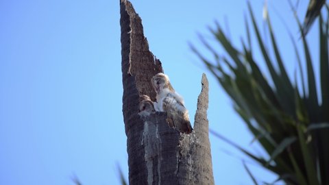 Barn Owl.Tyto alba rests in a nest on a dead perennial tree.Pathum Thani, Thailand.