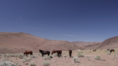 Herd of Wild Horses near Reno Nevada in the desert.  Slow Motion, 120P