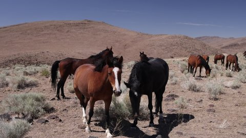 Close Up of Two Wild Mustang Horses in the Nevada Desert in Slow Motion - 120P