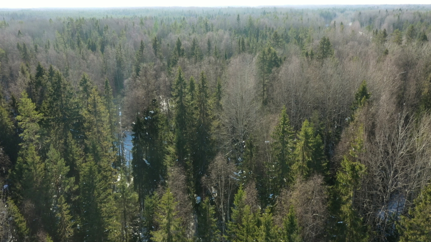 Bird's-eye view of the forest. Top view of the winter pine forest. | Shutterstock HD Video #1091658645