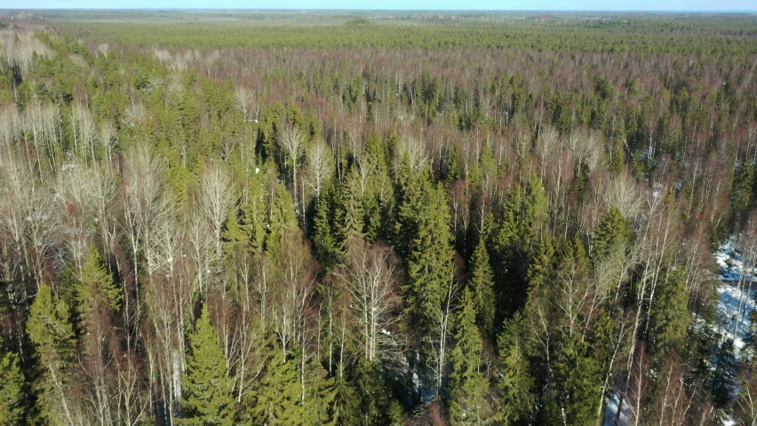 Bird's-eye view of the forest. Top view of the winter pine forest. | Shutterstock HD Video #1091658649