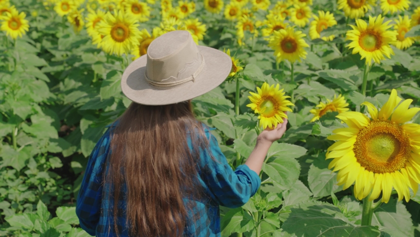 Agriculture. farmer walks through field yellow sunflowers. golden flower harvest farm plantation. agronomist examines crop sunflowers field. eco industry. farming concept. work countryside ground | Shutterstock HD Video #1091658729