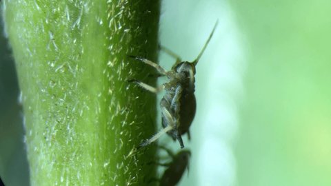 Insect Aphids Under Optical Microscope Magnification Stock Footage ...