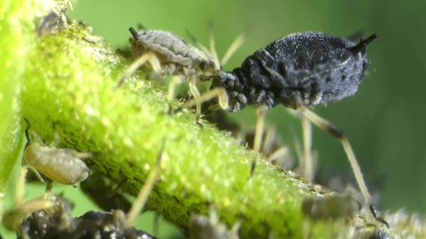 Insect Aphids Under Optical Microscope Magnification Stock Footage ...