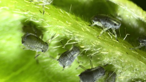 Insect Aphids Under Optical Microscope Magnification Stock Footage ...