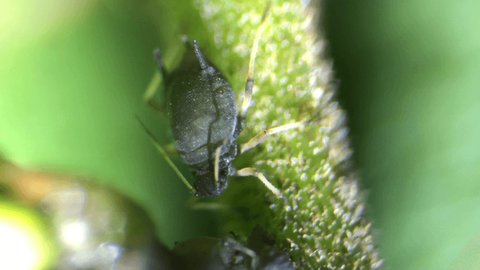 Insect Aphids Under Optical Microscope Magnification Stock Footage ...