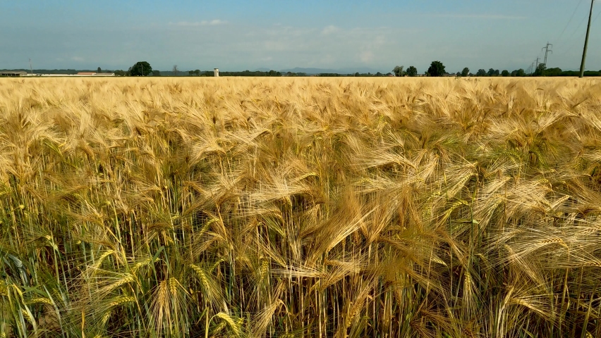 Summer Landscape in a Wheat Field - 5K | Shutterstock HD Video #1091659951