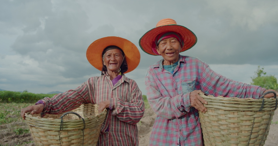Slow motion scene of happy smiling and laughing Asian farmer women and employees who are poor elderly natives, harvesting cassava roots in a rural area. Royalty-Free Stock Footage #1091659991