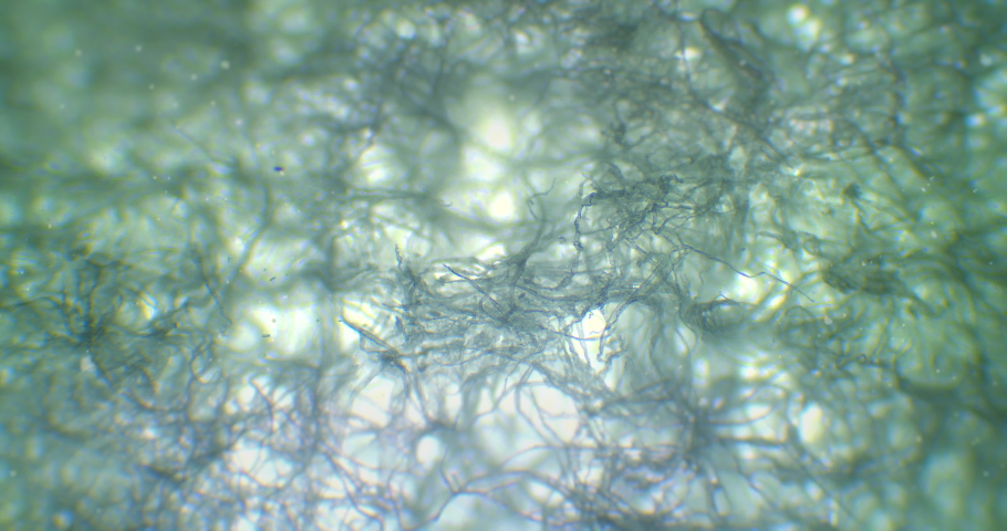A spider web under a microscope. Floating bacteria and living organisms around a thriller moving web. Fiber under a scope. Textile. Netting abstract background with floating microscopic germs.  | Shutterstock HD Video #1091662311