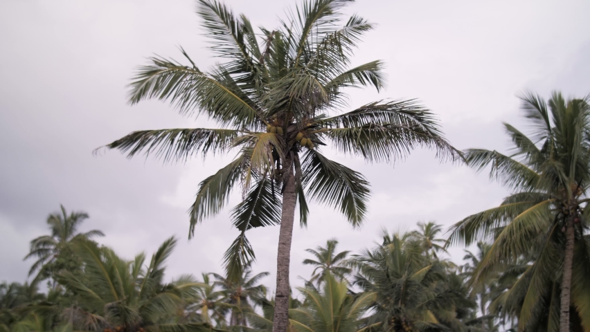 Palm trees close-up against the sky | Shutterstock HD Video #1091663551