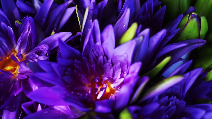 Close up of purple Lotus flowers on summer day. Lotus pattern textured wallpaper background. | Shutterstock HD Video #1091664967