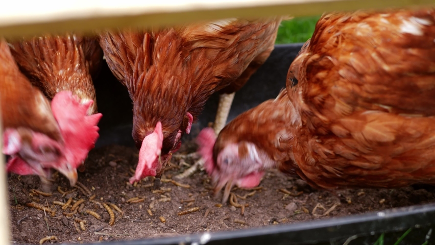 Hens feeding on dried meal worm food in farmyard slow motion 4k shot shot selective focus | Shutterstock HD Video #1091669035