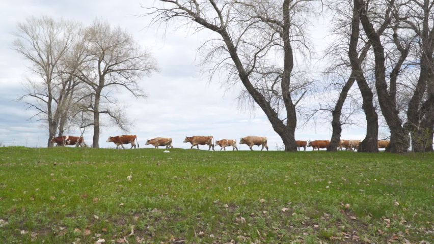 A herd of cows walks through a green meadow against a cloudy sky | Shutterstock HD Video #1091669843