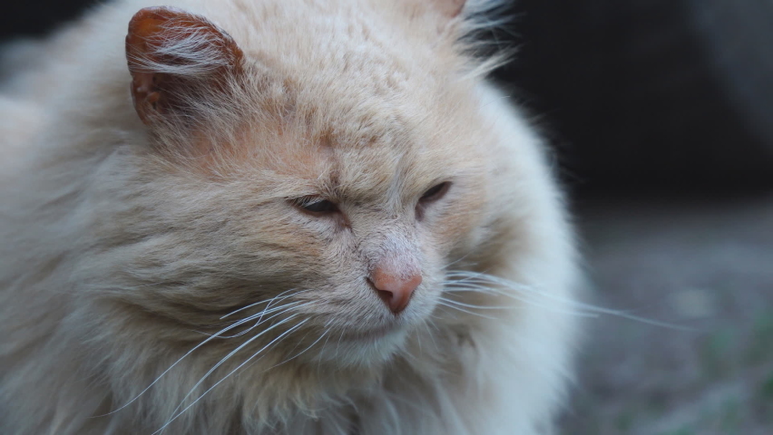 Portrait of a gray fluffy cat close-up | Shutterstock HD Video #1091669845