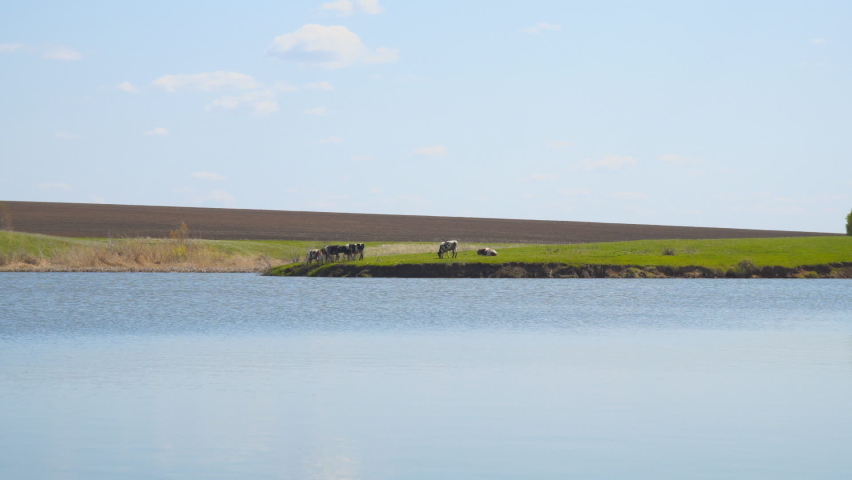 Several cows graze and rest on the shore of the lake in sunny weather | Shutterstock HD Video #1091669849