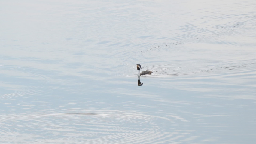 Wild Ducks Great Crested Grebe swim on the lake water. Podiceps cristatus | Shutterstock HD Video #1091669857