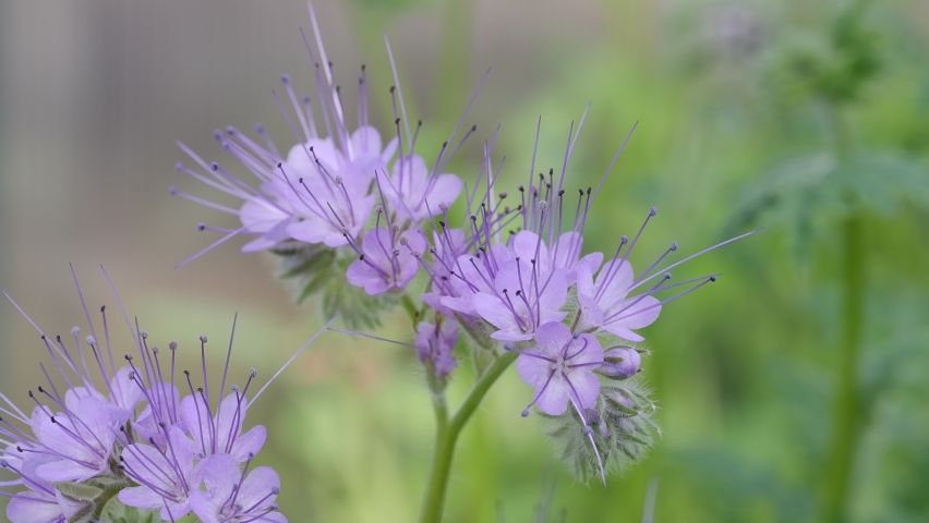 Phacelia tanacetifolia or lacy phacelia - green manure, blue flower, macro, close-up | Shutterstock HD Video #1091669951