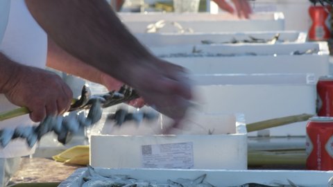 Espeteros skewering sardines. Sardines espetos, typical spanish food