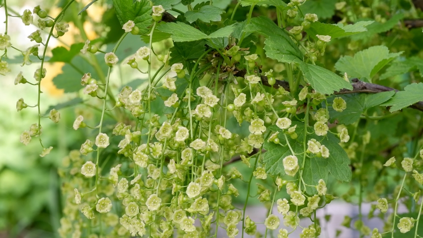Flowering Ribes or currant bush in garden | Shutterstock HD Video #1091671185
