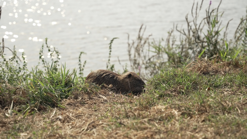 Nutria rodent animal or Myocastor coypus eating grass next to water pond or lake. Small brown and cute coypus feeding in the natural habitat of Hula Lake in Israel during spring or hot summer day | Shutterstock HD Video #1091671309