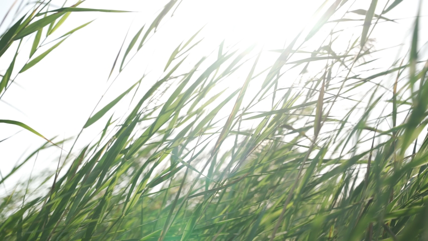 Sun shines through green shoots or reed moving in the wind near water resource. Phragmites australis or reed beds common reed in nature or park during hot warm day outdoor in natural floodplains | Shutterstock HD Video #1091671311